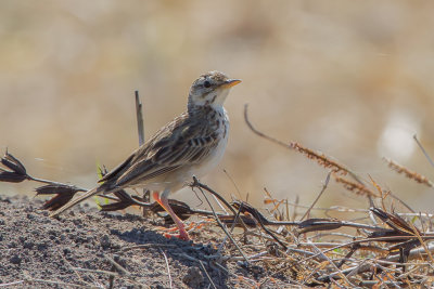 Paddyfield Pipit - Orintaalse Pieper - Pipit rousset