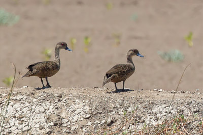 Sunda Teal - Indische Taling - Sarcelle grise