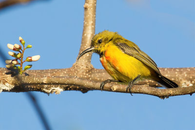 Flame-breasted Sunbird - Zonnehoningzuiger - Souimanga de Timor (immature male)