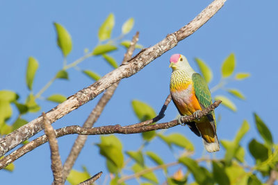 Rose-crowned Fruit Dove - Swainsons Jufferduif - Ptilope  diadme