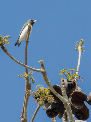 White-breasted Woodswallow - Witborstspitsvogel - Langrayen  ventre blanc