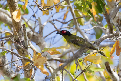 Green Figbird - Groene Vijgvogel - Sphcothre figuier (m)