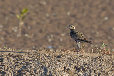 Pacific Golden Plover - Aziatische Goudplevier - Pluvier fauve