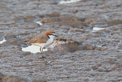 Red-capped Plover - Roodkopplevier - Pluvier  tte rousse