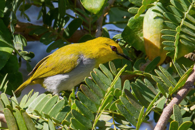 Yellow-ringed White-eye - Geelringbrilvogel - Zostrops  lunettes jaunes