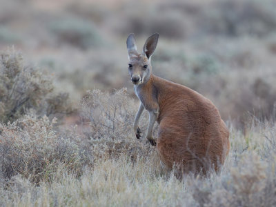 Red kangaroo