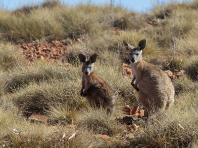 Common wallaroo