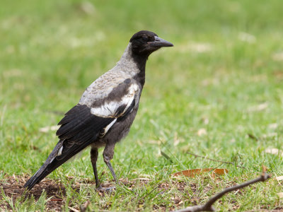 Australian Magpie - Zwartrugfluitvogel - Cassican flteur (imm)