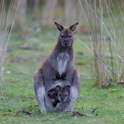 Bennetts wallaby