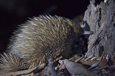 Short-beaked echidna