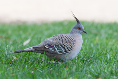 Crested Pigeon - Spitskuifduif - Colombine longup