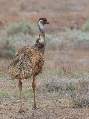 Emu - Emoe - meu d'Australie