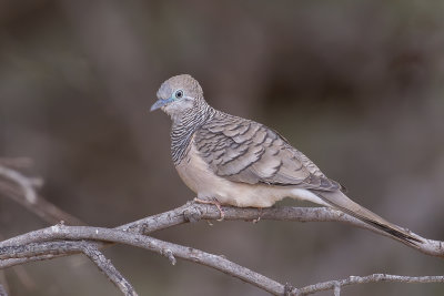 Peaceful Dove - Goulds Zebraduif - Goplie placide