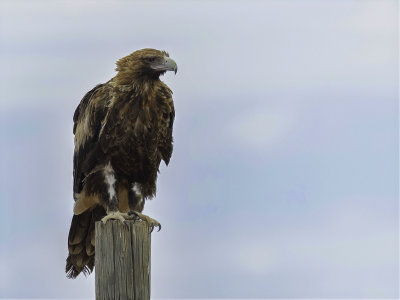 Wedge-tailed Eagle - Wigstaartarend - Aigle d'Australie