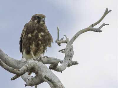 Brown Falcon - Grote Bruine Valk - Faucon brigora