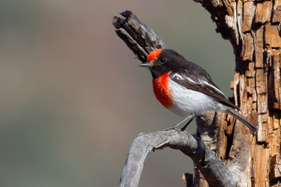 Red-capped Robin - Roodkoplawaaimaker - Cossyphe  calotte rousse (m)