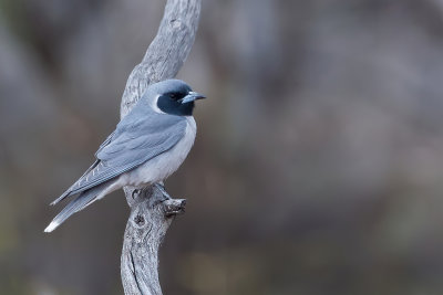 Masked Woodswallow - Maskerspitsvogel - Langrayen masqu
