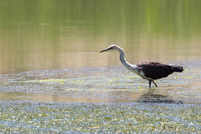 White-necked Heron - Withalsreiger - Hron  tte blanche