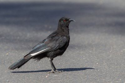 White-winged Chough - Modderkraai - Corbicrave leucoptère