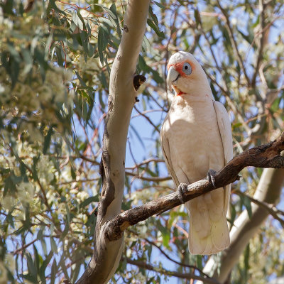 Long-billed Corella - Oostelijke Langsnavelkaketoe - Cacatoès nasique