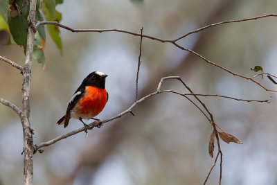 Scarlet Robin - Scharlaken Vliegenvanger - Miro boodang (m)