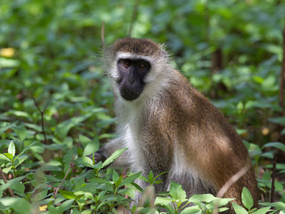 Grivet monkey