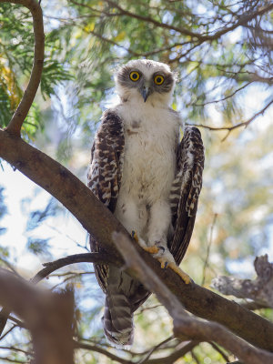 Powerful Owl - Grote Valkuil - Ninoxe puissante (j)