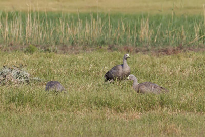 Cape Barren Goose - Hoendergans - Cropse cendr