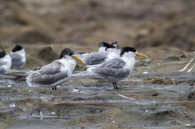 Great Crested Tern - Grote Kuifstern - Sterne huppe