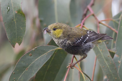 Forty-spotted Pardalote - Tasmaanse Diamantvogel - Pardalote de Tasmanie