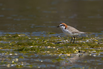 Red-capped Plover - Roodkopplevier - Pluvier  tte rousse