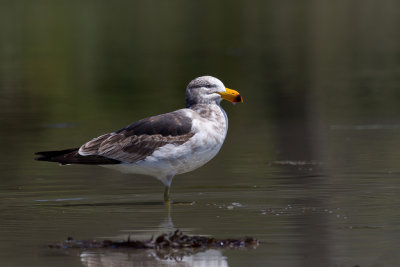Pacific Gull - Diksnavelmeeuw - Goland austral (j)