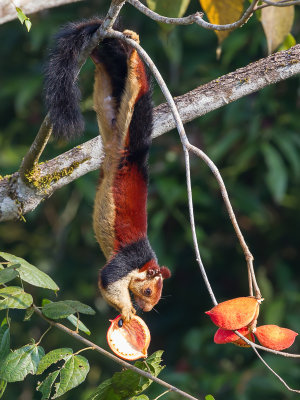 Indian giant squirrel
