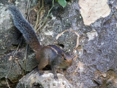 Jungle striped squirrel