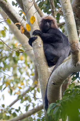 Nilgiri langur