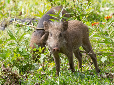 Indian boar (j)