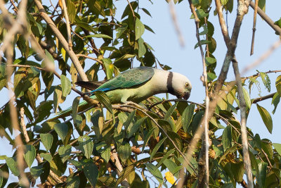 Blue-winged Parakeet - Malabarparkiet - Perruche de Malabar
