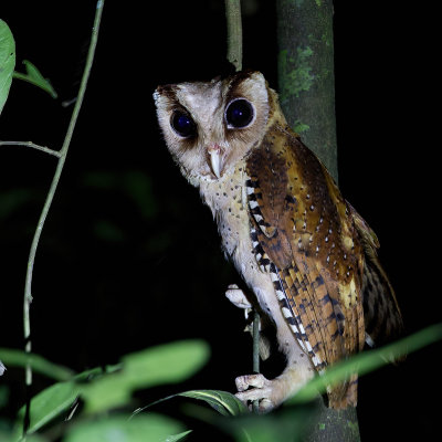 Sri Lanka Bay Owl - Ceylonese Bruine Uil - Phodile de Ceylan