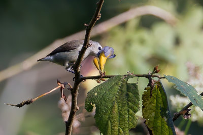 Nilgiri Flowerpecker - Nilgirihoningvogel - Dice concolore