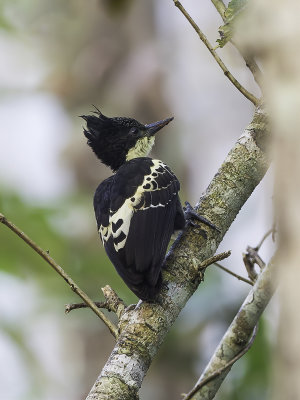 Heart-spotted Woodpecker - Hartvlekspecht - Pic canente (f)