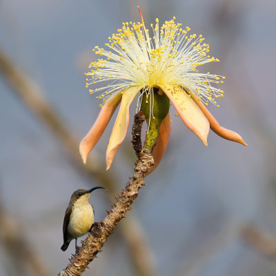 Loten's Sunbird - Lotens Honingzuiger - Souimanga de Loten (f)