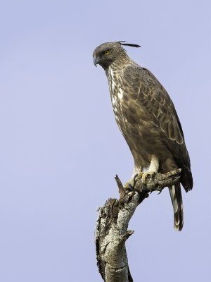 Changeable Hawk-Eagle - Indische Kuifarend - Aigle hupp