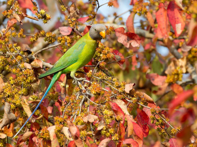 Plum-headed Parakeet - Pruimkopparkiet - Perruche  tte prune (f)