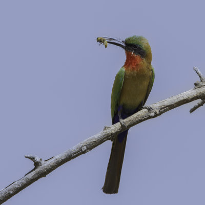 Red-throated Bee-eater - Roodkeelbijeneter - Gupier  gorge rouge