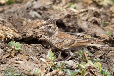 Chestnut-backed Sparrow-Lark - Bruinrugvinkleeuwerik - Moinelette  oreillons blancs (f)