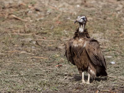 Hooded Vulture - Kapgier - Vautour charognard