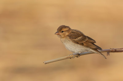 Sahel Bush Sparrow - Kleine Rotsmus - Petit Moineau (j)