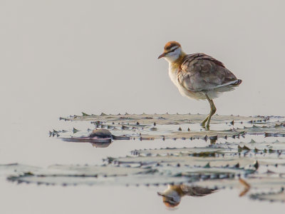 Lesser Jacana - Dwergjacana - Jacana nain