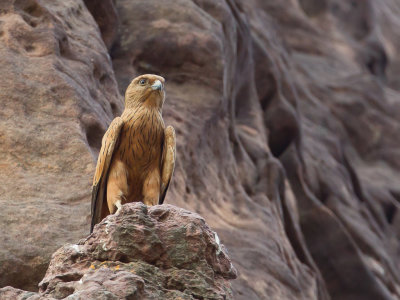 Fox Kestrel - Vosvalk - Crcerelle renard