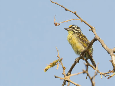 Yellow-fronted Tinkerbird - Geelvoorhoofdketellapper - Barbion  front jaune